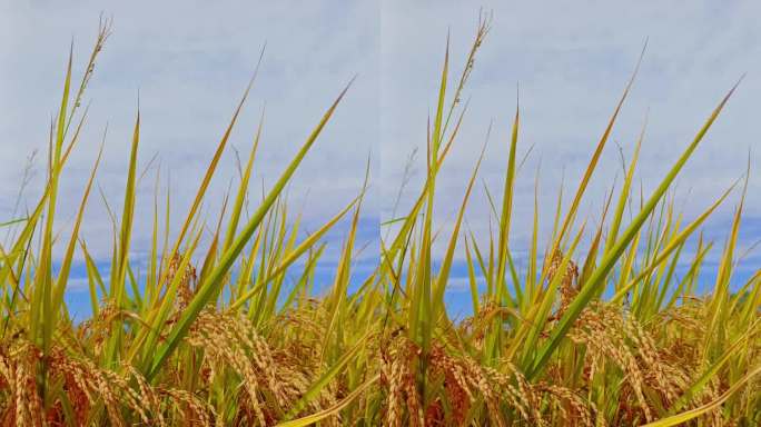 秋收成熟的金色稻田丰收的沉甸甸的稻穗竖屏