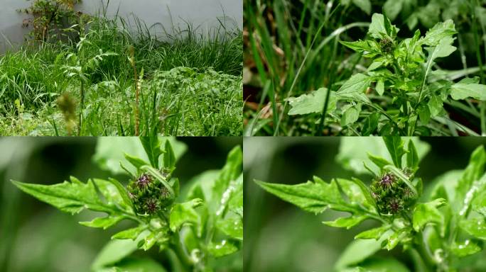 泥胡菜 猪兜草 剪刀草 石灰菜 苦马菜