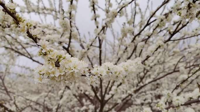 盛开的梨花