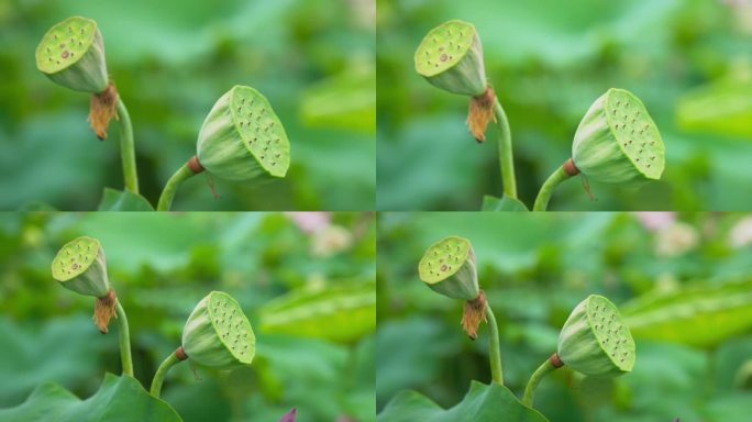 4K特写夏天荷塘饱满的莲蓬实拍视频