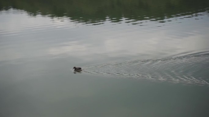 鸭子水中孤独游泳的小鸭子