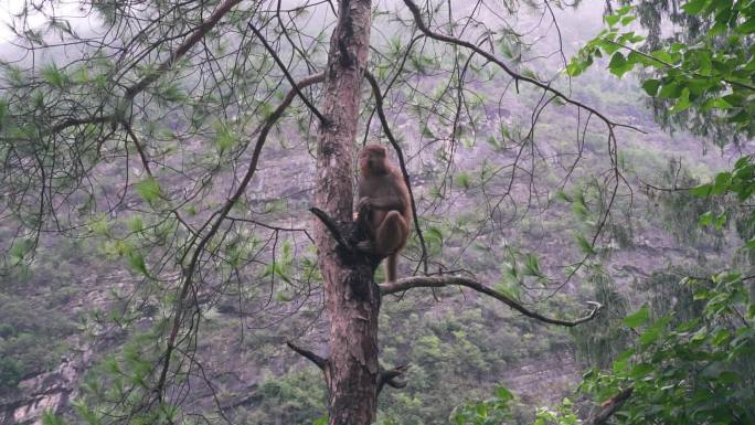 森林野外动物猴子自然风景猴子