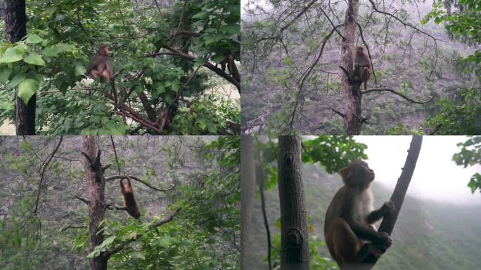 森林野外动物猴子自然风景猴子