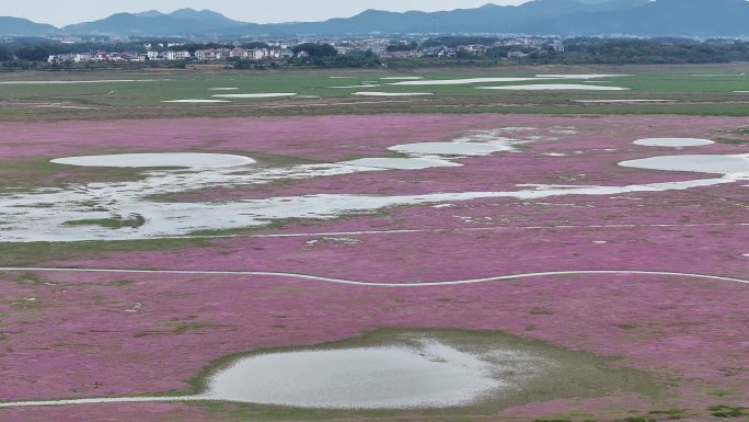 4K航拍鄱阳湖大片花海蓼子花盛开