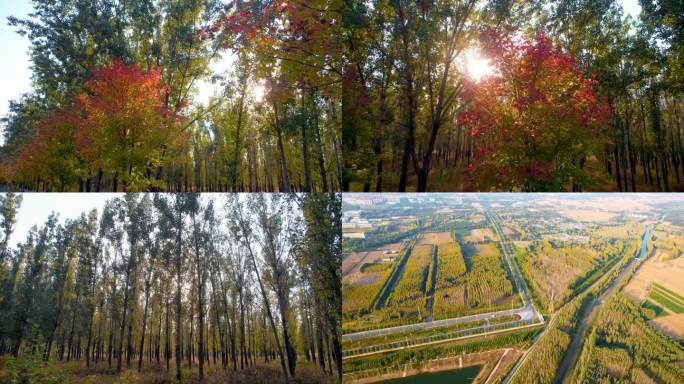 【4K】秋天 秋天写意镜头 公路树林