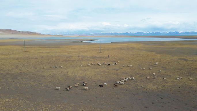 牛羊成群 西藏