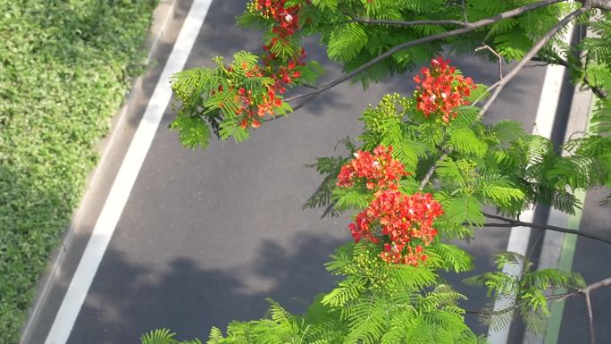 凤凰花 凤凰花开的路口