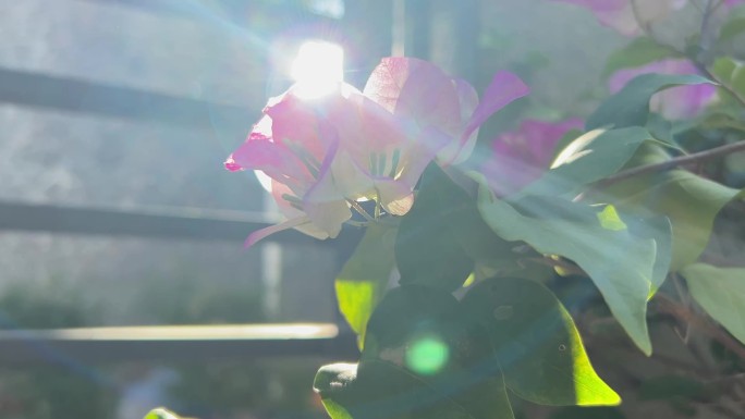 院子里发光的花特写