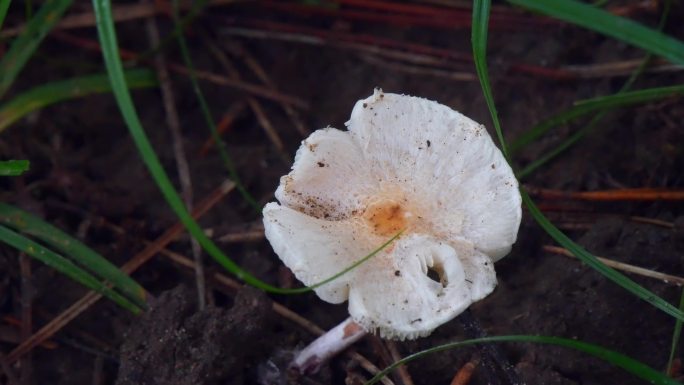 蘑菇 白色蘑菇