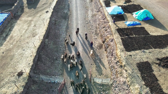 牛羊成群 西藏