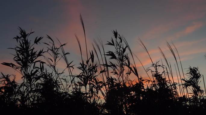 夕阳逆光芦苇荡随风飘荡