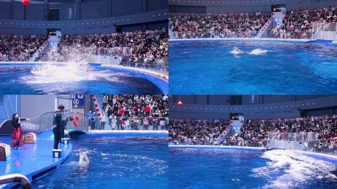 海底世界海豚表演