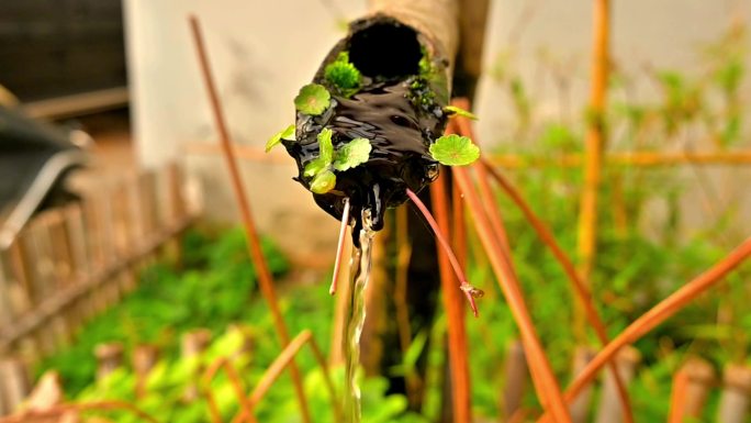 流水竹筒，滴答绿叶，写意造景水植物