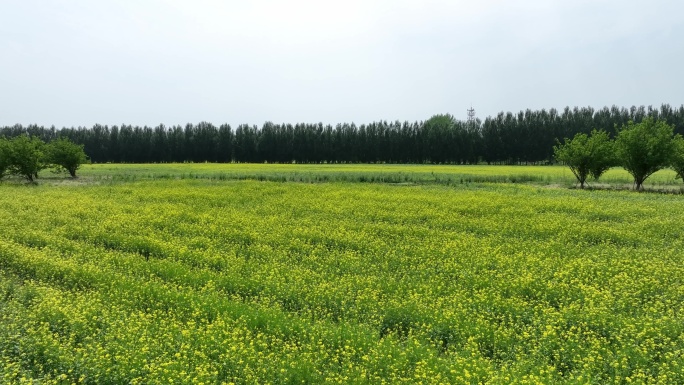 4K油菜花海少女浪漫