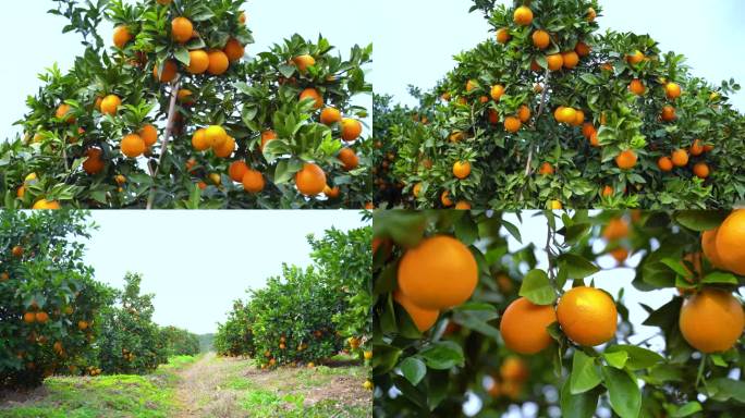 橙子脐橙种植