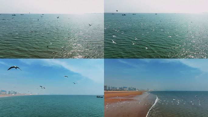 实拍4K海滩海上一群海鸥海鸟飞翔自由翱翔