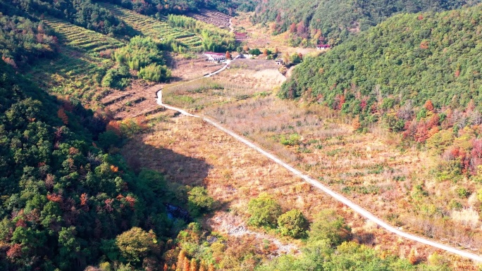 浙江临海市小芝镇，桐坑红杉林，杨岙