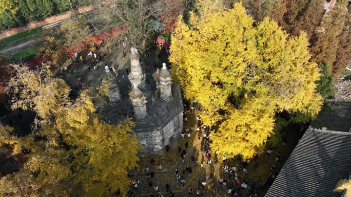 航拍襄阳广德寺景点多宝佛塔银杏树秋天风光