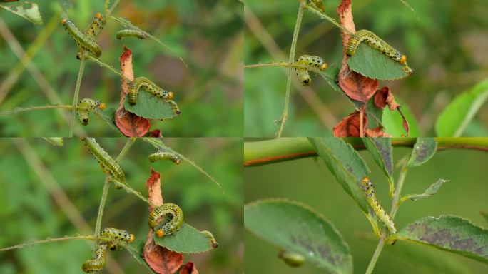 棉铃虫 青虫 害虫3