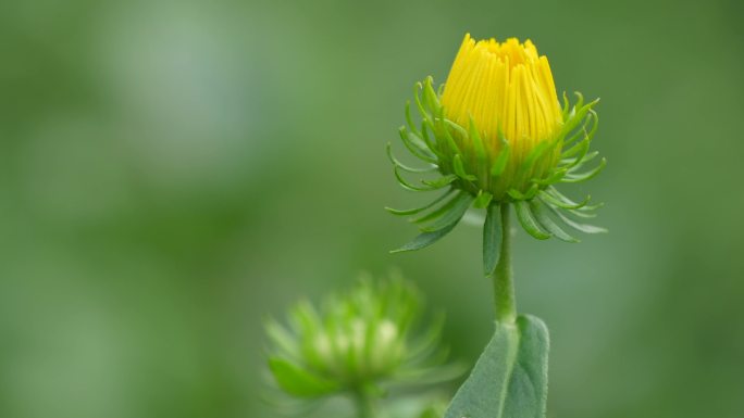 旋履花 金佛花 金佛草 六月菊4