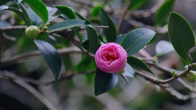 茶花茶树茶梅