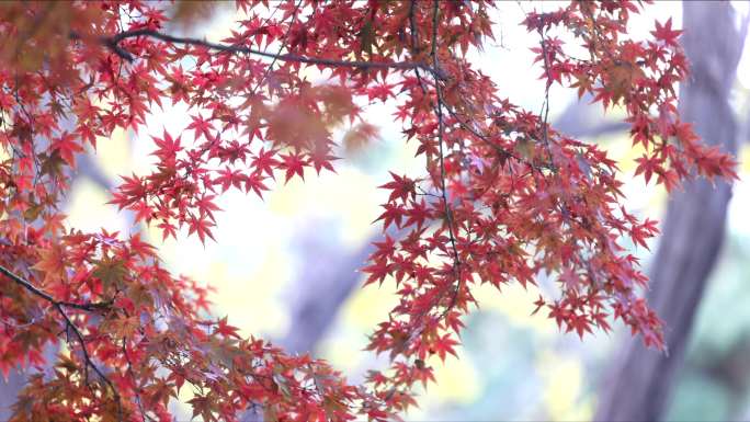 秋天落叶 深秋 唯美 森林 季节 4K