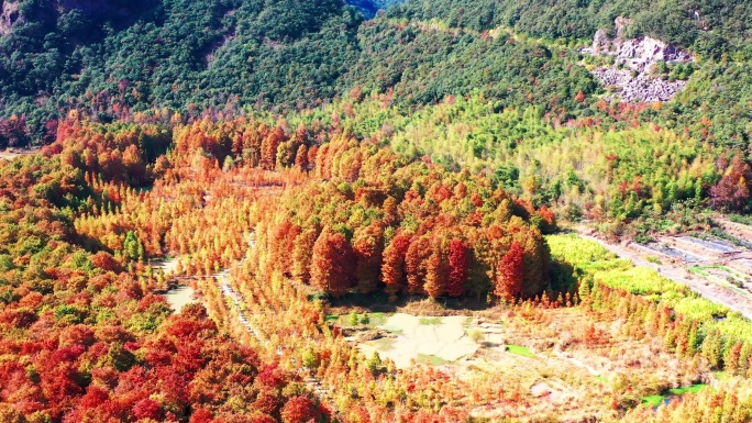 浙江临海市小芝镇，小芝红树林