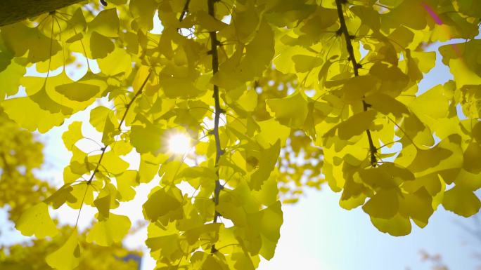 金色树叶 逆光 阳光 透过树叶 银杏树叶