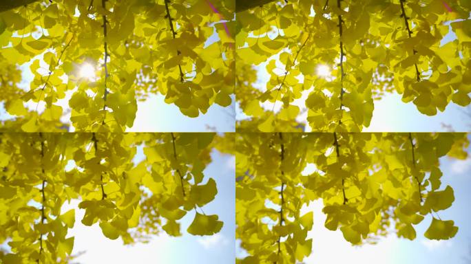 金色树叶 逆光 阳光 透过树叶 银杏树叶