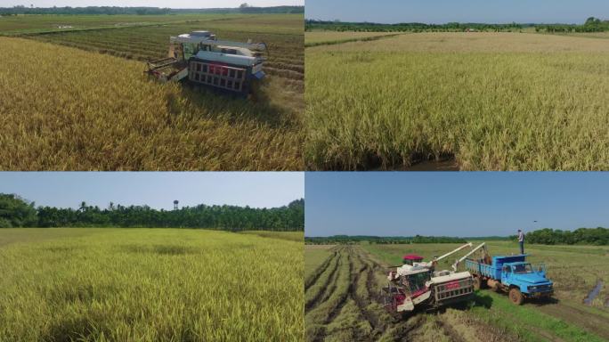水稻丰收机器作业稻谷高效农业水稻高产4K