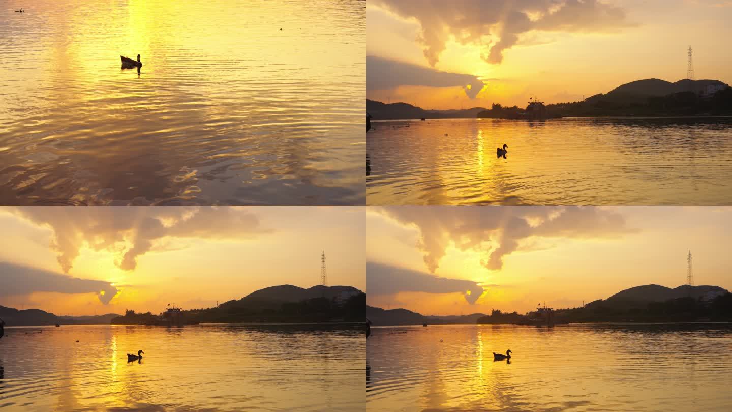 夕阳下悠闲的鸭子游泳
