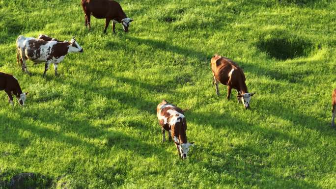 4K黄牛牛肉养殖牛吃草牧场绿色