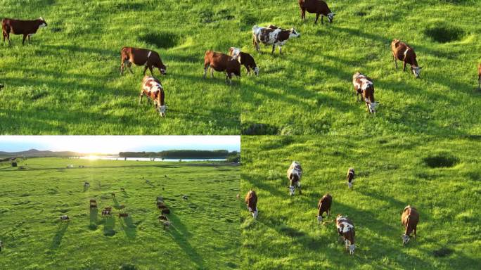 4K黄牛牛肉养殖牛吃草牧场绿色