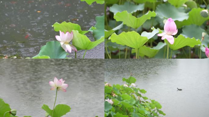 雨中荷花 厦门中山公园