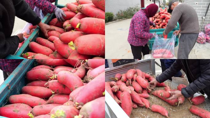 红萝卜  农民农业 装袋 过称 丰收