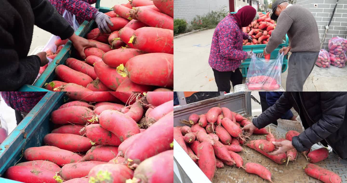 红萝卜  农民农业 装袋 过称 丰收