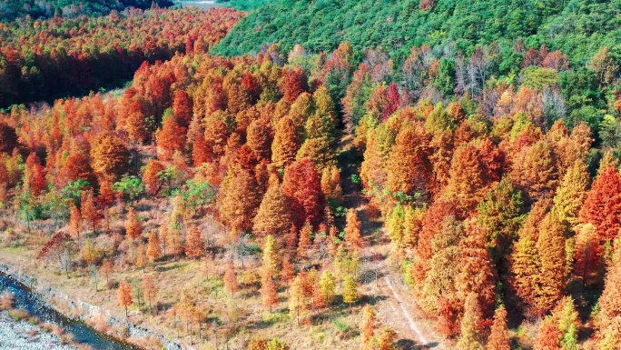 浙江临海市，桐坑红杉林，杨岙