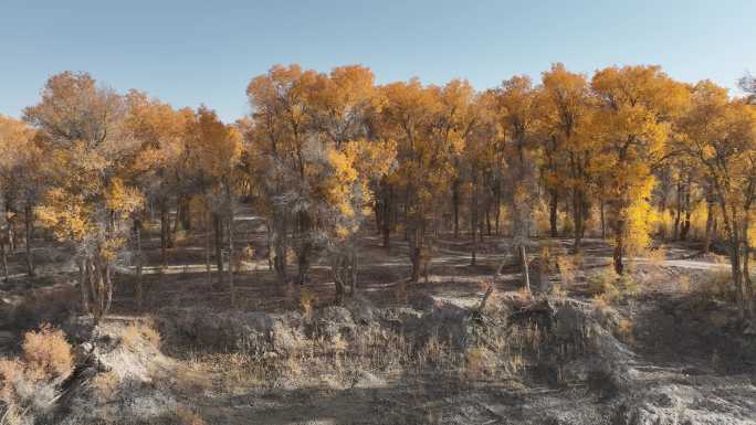 南疆秋季胡杨航拍风景