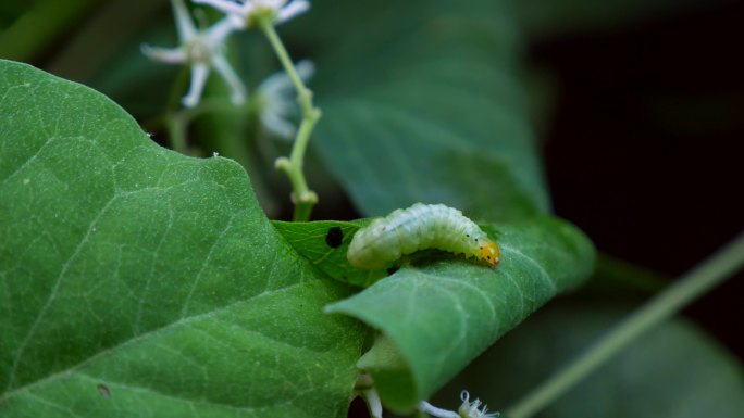 棉铃虫 青虫 害虫