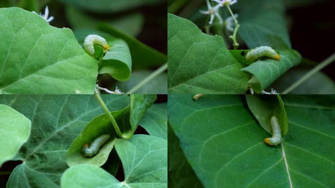 棉铃虫 青虫 害虫