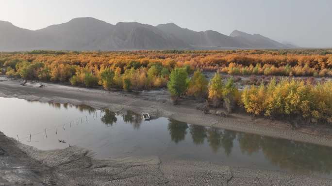 南疆叶尔羌河胡杨秋季航拍风景