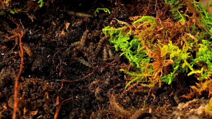 青苔虫子，多脚虫子，蠕动的虫子