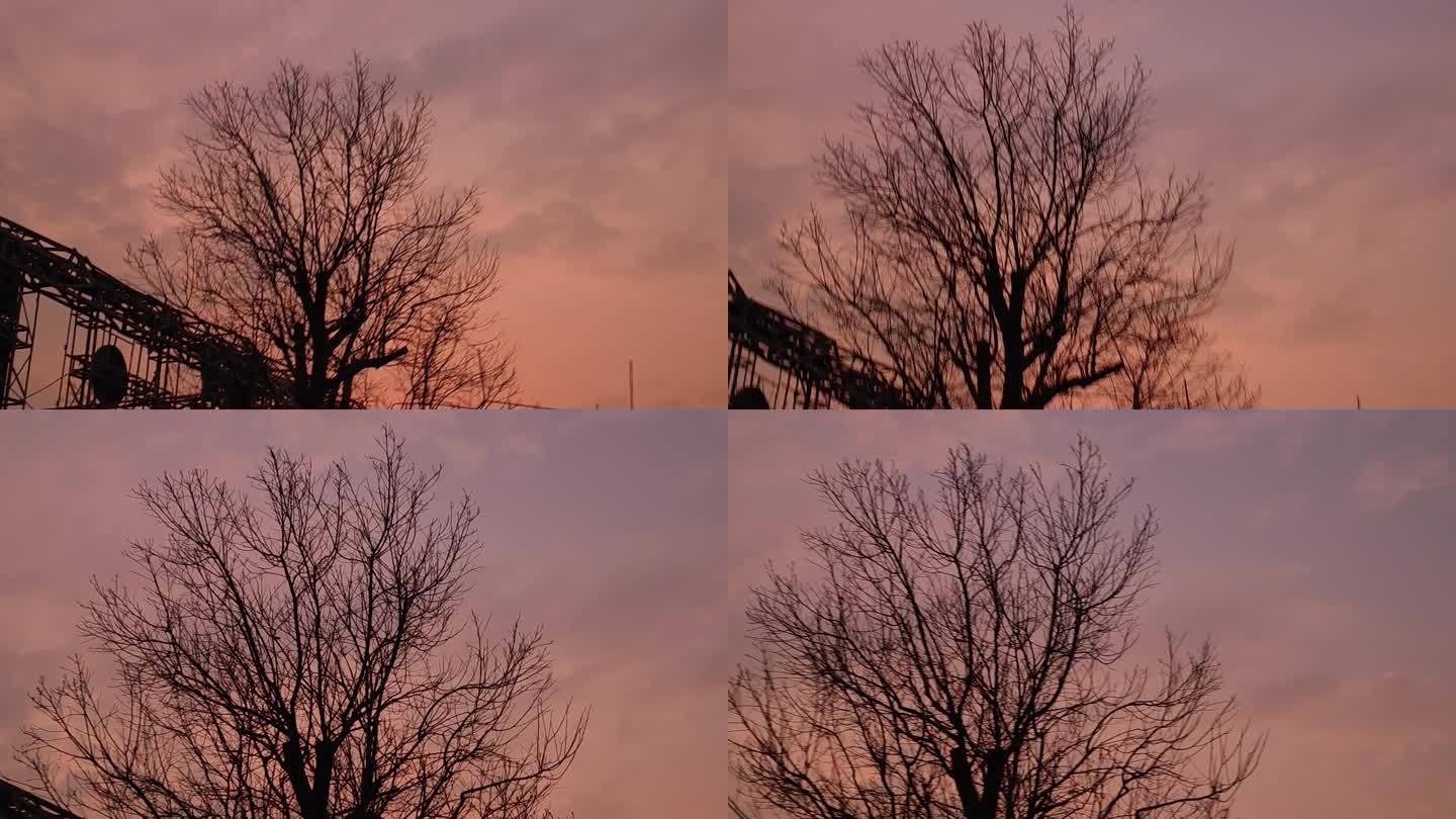 夕阳晚霞树枝树木