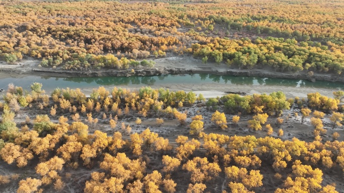 南疆叶尔羌河胡杨秋季航拍风景