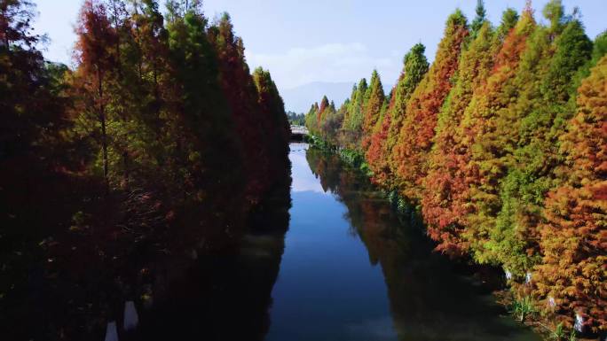 昆明冬季河道水杉景观