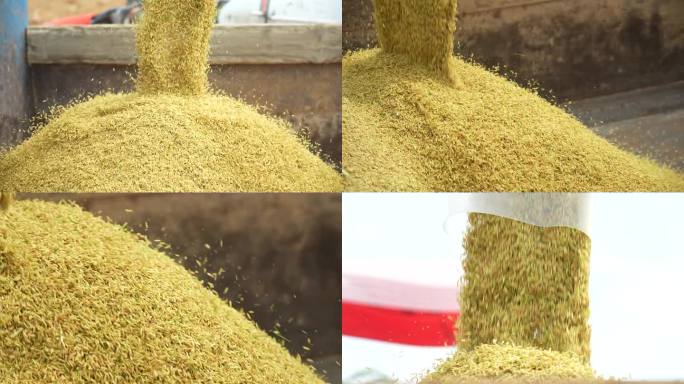水稻农业大米丰收
