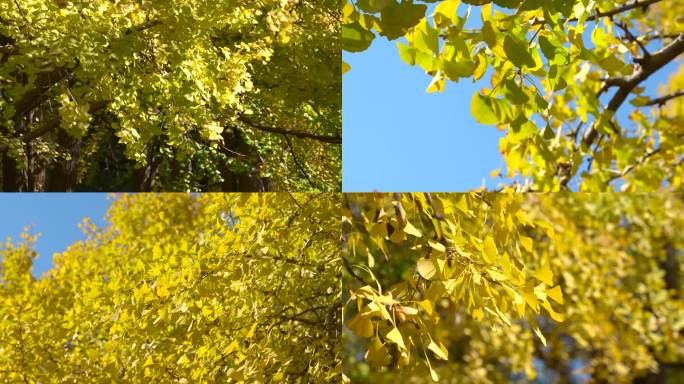 秋天金黄色的银杏树叶