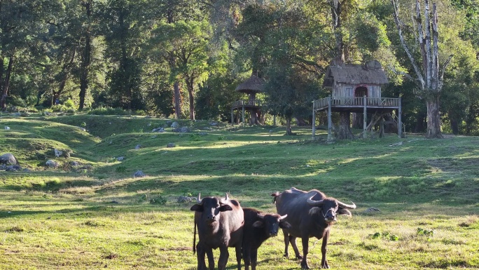 草地上的三只水牛