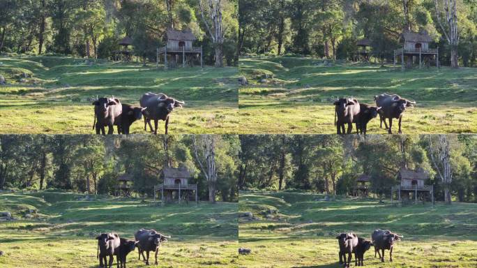草地上的三只水牛