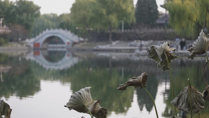 秋天枯萎凋零的荷花